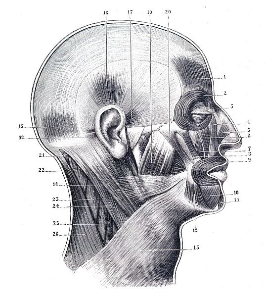 Muscles of the cranium and face engraving 1894