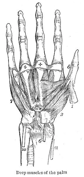 Muscles of hand anatomy engraving 1878