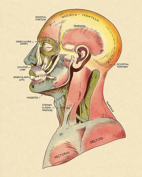 Muscles of The Head and Upper Body