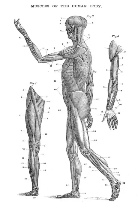 Framed Print : Muscles of the human body engraving 1875 Framed Print : Muscles of the human body engraving 1875