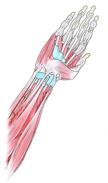 Muscles in human hand and arm