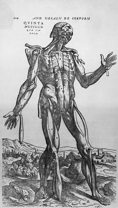 Framed Print : The Muscular System Framed Print : The Muscular System