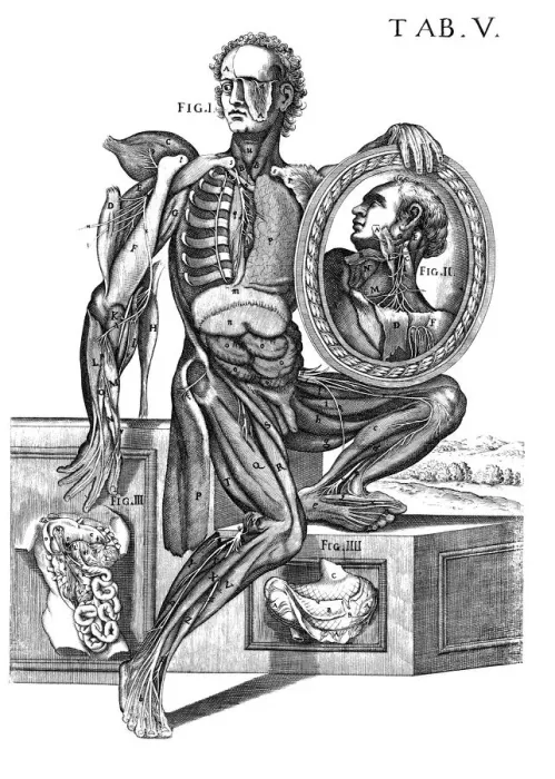 Framed Print : Musculature and nerves, artwork Framed Print : Musculature and nerves, artwork