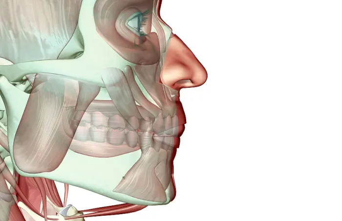 Framed Print : The musculoskeleton of the jaw Framed Print : The musculoskeleton of the jaw