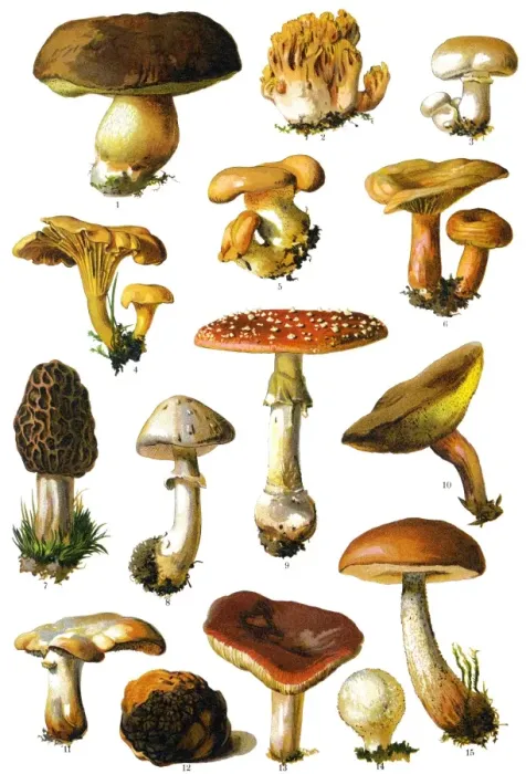 Framed Print : mushroom. Antique illustration of a Medicinal and Herbal Plants Framed Print : mushroom. Antique illustration of a Medicinal and Herbal Plants