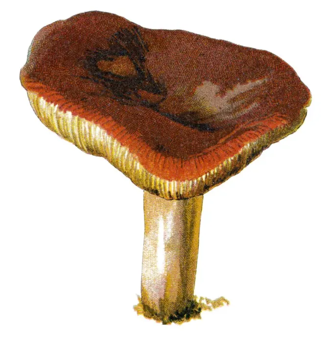 Framed Print : mushroom. Antique illustration of a Medicinal and Herbal Plants Framed Print : mushroom. Antique illustration of a Medicinal and Herbal Plants