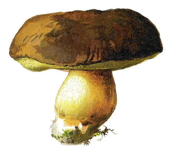 mushroom. Antique illustration of a Medicinal and Herbal Plants