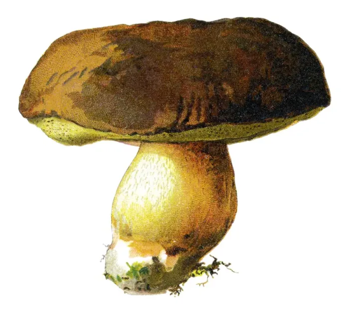 Framed Print : mushroom. Antique illustration of a Medicinal and Herbal Plants Framed Print : mushroom. Antique illustration of a Medicinal and Herbal Plants