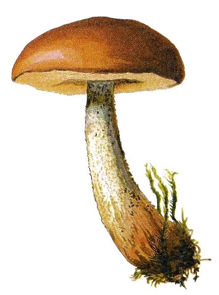 mushroom. Antique illustration of a Medicinal and Herbal Plants