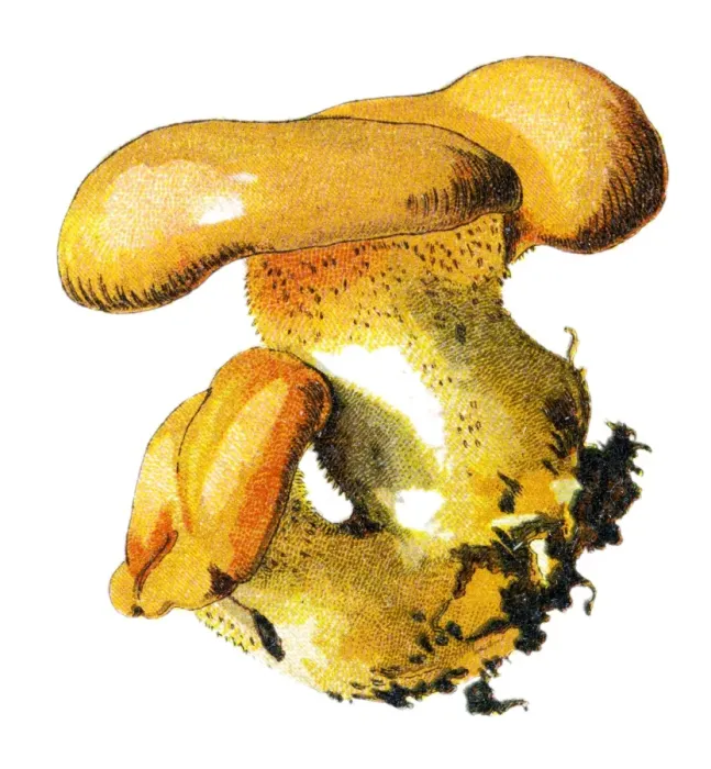 Framed Print : mushroom. Antique illustration of a Medicinal and Herbal Plants Framed Print : mushroom. Antique illustration of a Medicinal and Herbal Plants