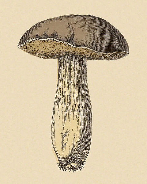 Mushroom. http: /  / csaimages.com / images / istockprofile / csa_vector_dsp.jpg