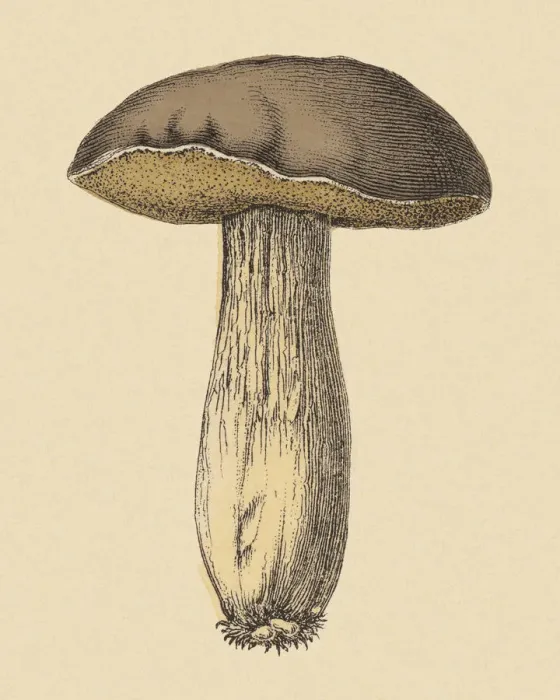Framed Print : Mushroom. http: / / csaimages.com / images / istockprofile / csa_vector_dsp.jpg Framed Print : Mushroom. http: / / csaimages.com / images / istockprofile / csa_vector_dsp.jpg