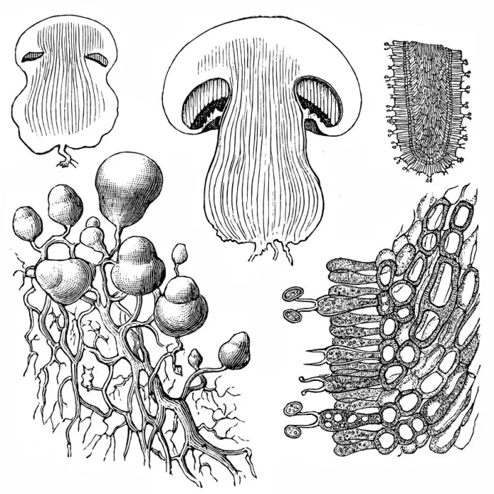 Framed Print : Mushroom achampignona Framed Print : Mushroom achampignona