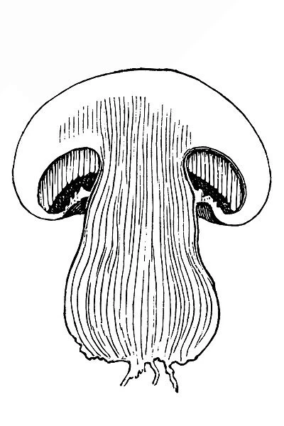 Mushroom achampignona