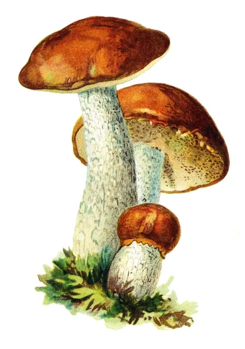 Framed Print : mushroom Boletus Framed Print : mushroom Boletus