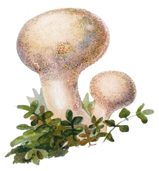 mushroom common puffball, warted puffball, gem-studded puffball, devils snuff-box