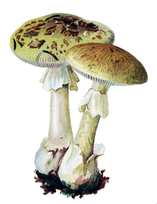 Framed Print : mushroom death cap Framed Print : mushroom death cap