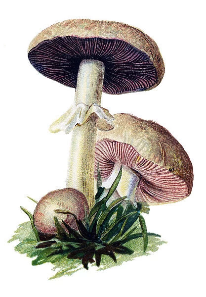 mushroom field mushroom, meadow mushroom