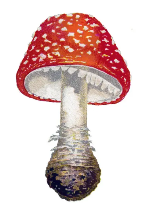 Framed Print : mushroom fly agaric, fly amanita, amanita Framed Print : mushroom fly agaric, fly amanita, amanita