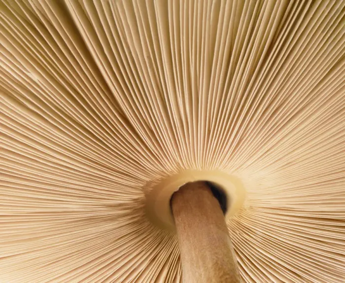 Framed Print : Mushroom gills Framed Print : Mushroom gills