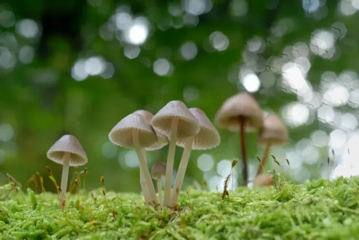 Framed Print : Mushroom and moss Framed Print : Mushroom and moss