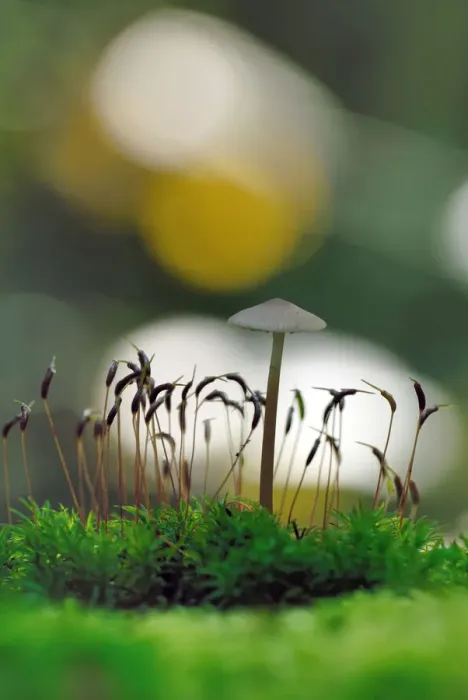 Framed Print : Mushroom and moss Framed Print : Mushroom and moss