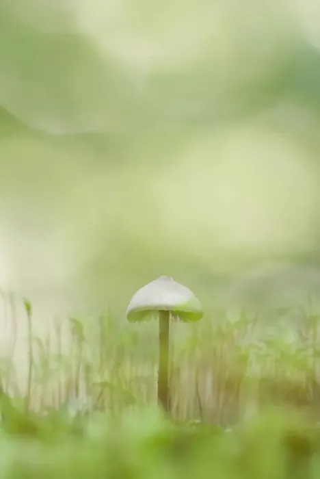 Framed Print : Mushroom and moss Framed Print : Mushroom and moss