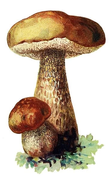 mushroom penny bun, cep, porcino, porcini