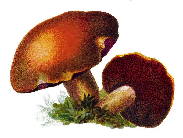 mushroom peppery bolete