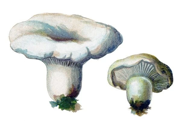 mushroom peppery milk-cap