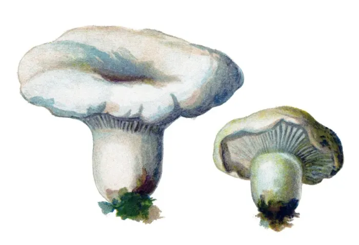 Framed Print : mushroom peppery milk-cap Framed Print : mushroom peppery milk-cap
