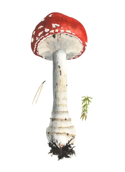 Framed Print : Mushroom, redcap fly agaric, hand-drawn watercolor Framed Print : Mushroom, redcap fly agaric, hand-drawn watercolor