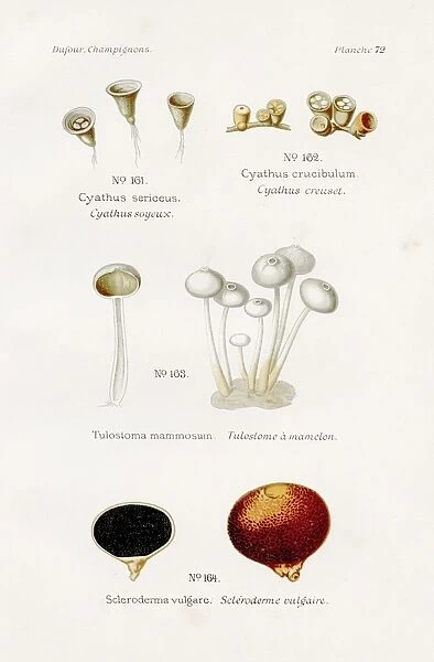 Mushroom s1891