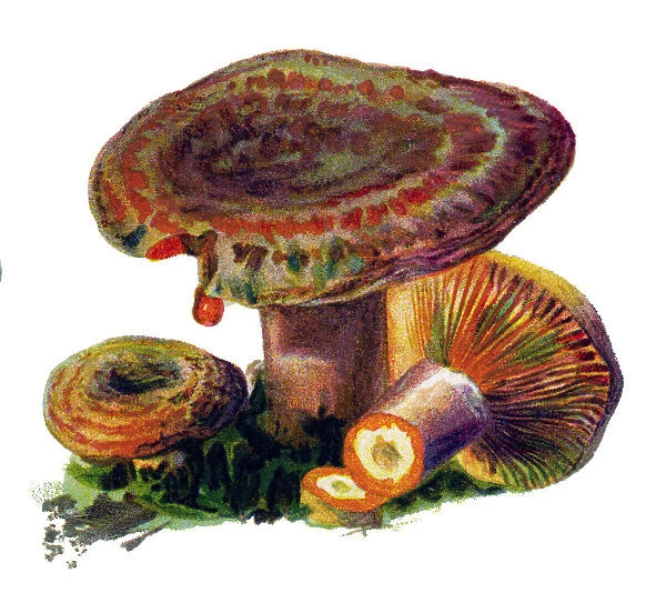 mushroom saffron milk cap, red pine mushroom