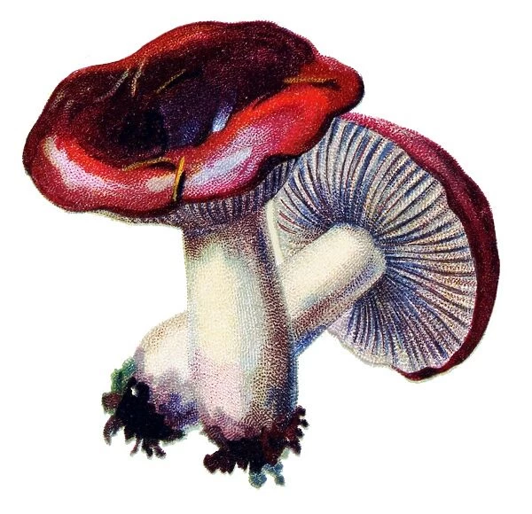 mushroom sickener, emetic russula, or vomiting russula