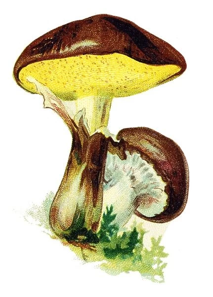 mushroom slippery jack, sticky bun, brown cap, bolete fungus