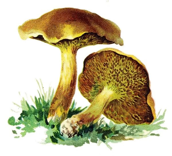 mushroom slippery jack, sticky bun, brown cap, bolete fungus