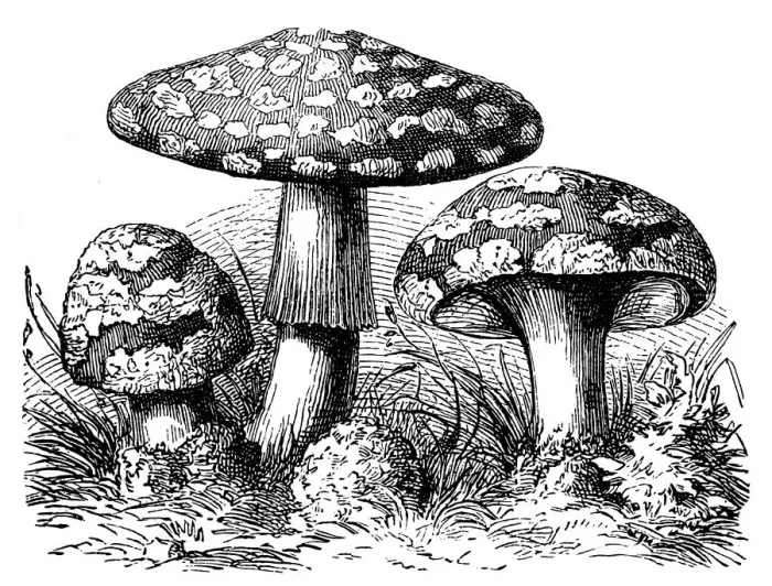 Framed Print : A mushroom, or toadstool, is the fleshy, spore-bearing fruiting body of a fungus Framed Print : A mushroom, or toadstool, is the fleshy, spore-bearing fruiting body of a fungus