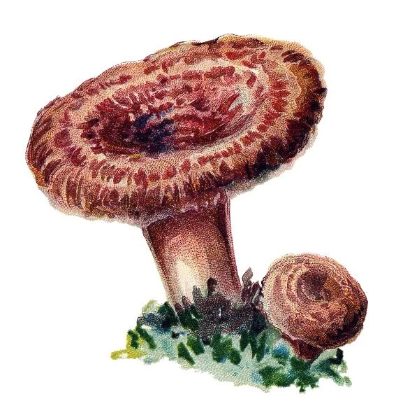 mushroom woolly milkcap or the bearded milkcap