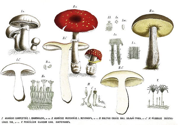 mushrooms. Antique illustration of a Medicinal and Herbal Plants