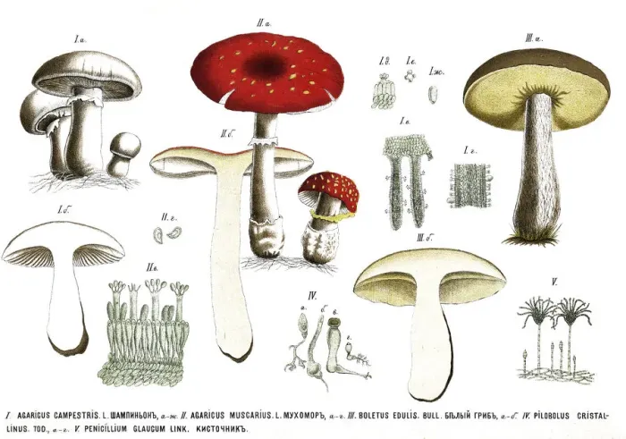 Framed Print : mushrooms. Antique illustration of a Medicinal and Herbal Plants Framed Print : mushrooms. Antique illustration of a Medicinal and Herbal Plants