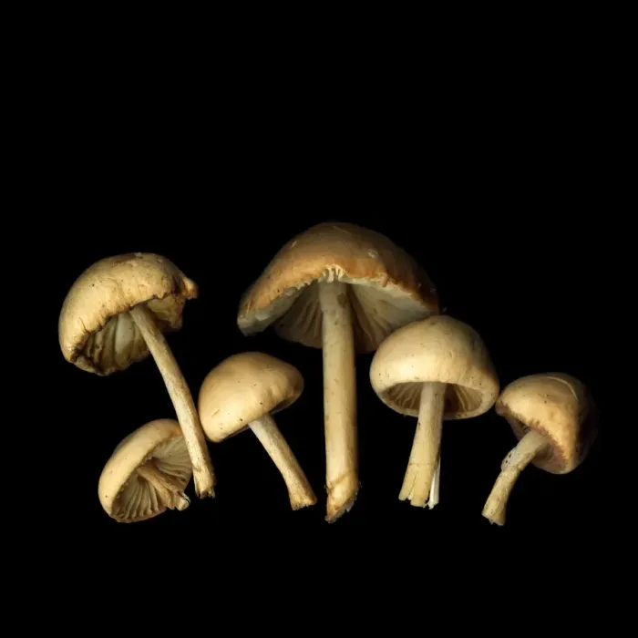 Framed Print : Mushrooms. Mousseron mushrooms are delicious small wild mushrooms from France Framed Print : Mushrooms. Mousseron mushrooms are delicious small wild mushrooms from France