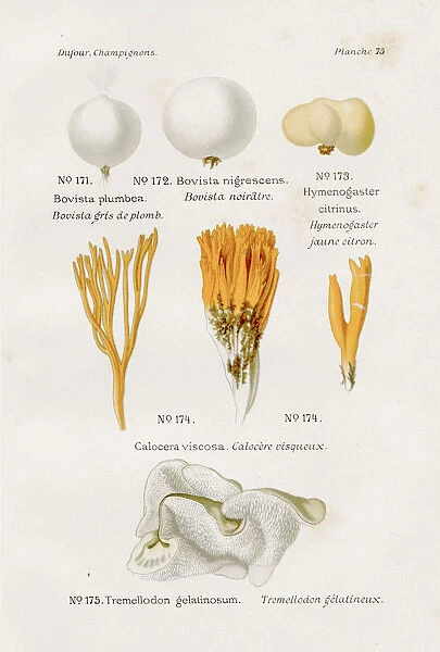 Mushrooms 1891