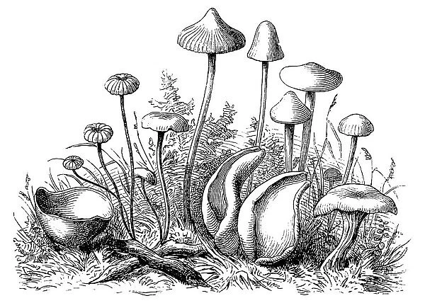 Mushrooms. Illustration of a Mushrooms