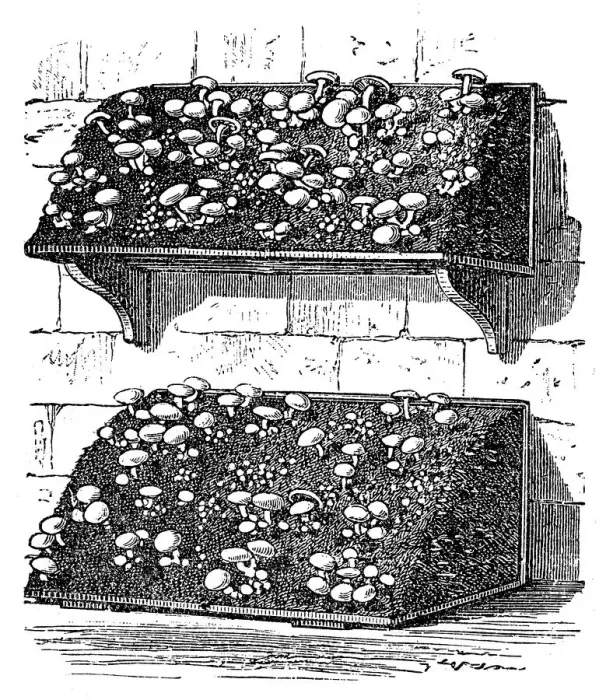 Framed Print : Mushrooms cultivating Framed Print : Mushrooms cultivating