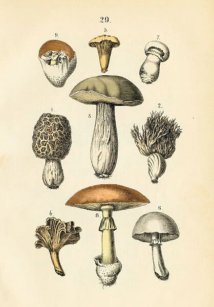 Mushrooms engraving 1872