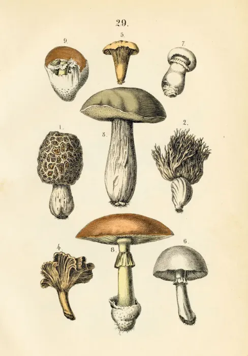 Framed Print : Mushrooms engraving 1872 Framed Print : Mushrooms engraving 1872