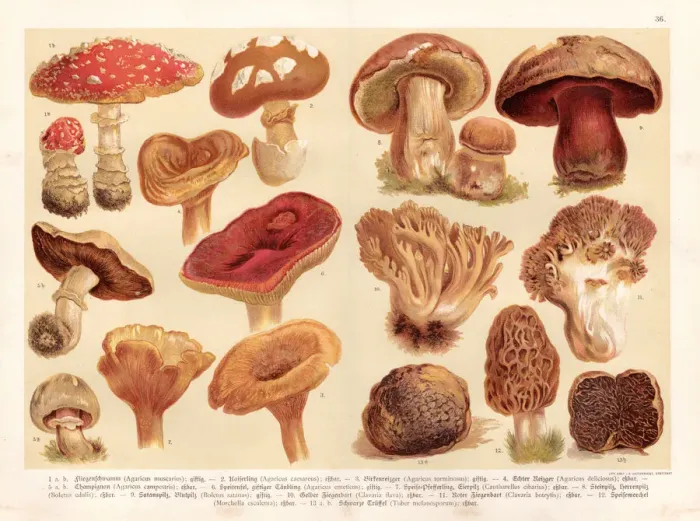 Framed Print : Mushrooms engraving 1888 Framed Print : Mushrooms engraving 1888