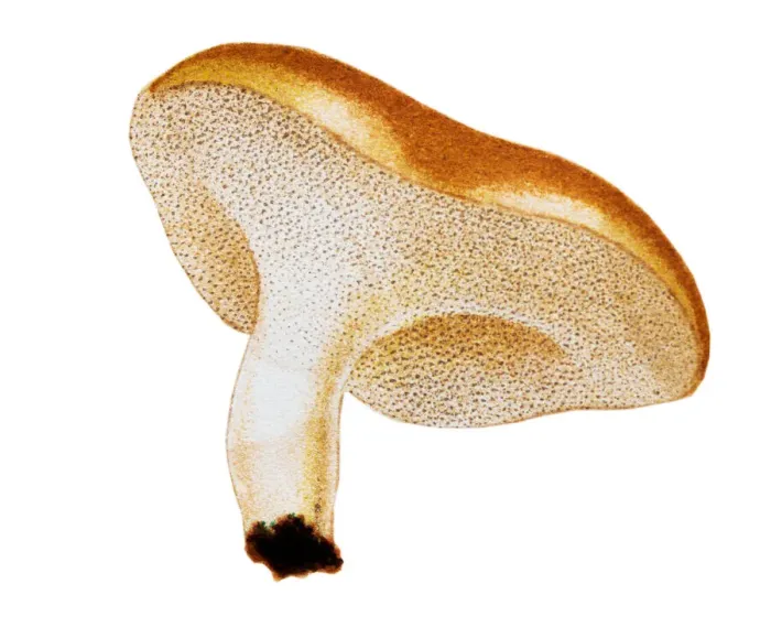 Framed Print : Mushrooms and fungi: Albatrellus ovinus Framed Print : Mushrooms and fungi: Albatrellus ovinus