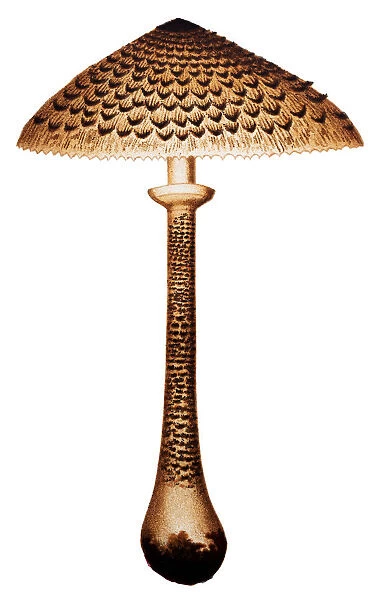 Mushrooms and fungi: Parasol mushroom (Macrolepiota procera or Lepiota procera)